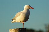 Silver Gull 102